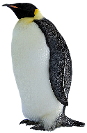 Pinguin_frei